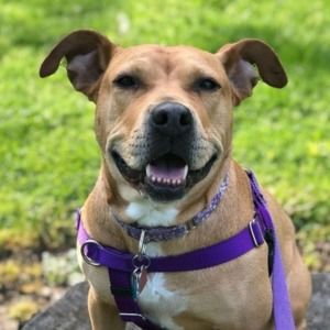 Meet your Posher, Izzy